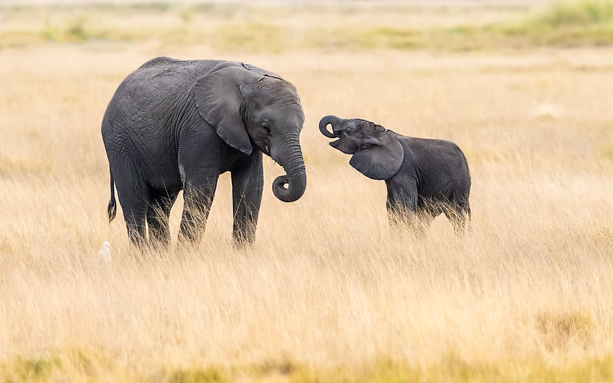 Mother and baby elephants Poster och Canvastavla