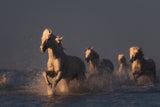 horses in sunset light Poster och Canvastavla