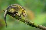 Mexican hairy dwarf porcupine Poster och Canvastavla