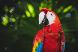 Colorful Parrot Poster och Canvastavla