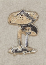 Hand Drawn Parasol Mushroom Brown Poster och Canvastavla