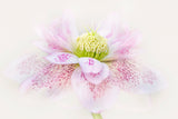 Forever Spring Poster och Canvastavla