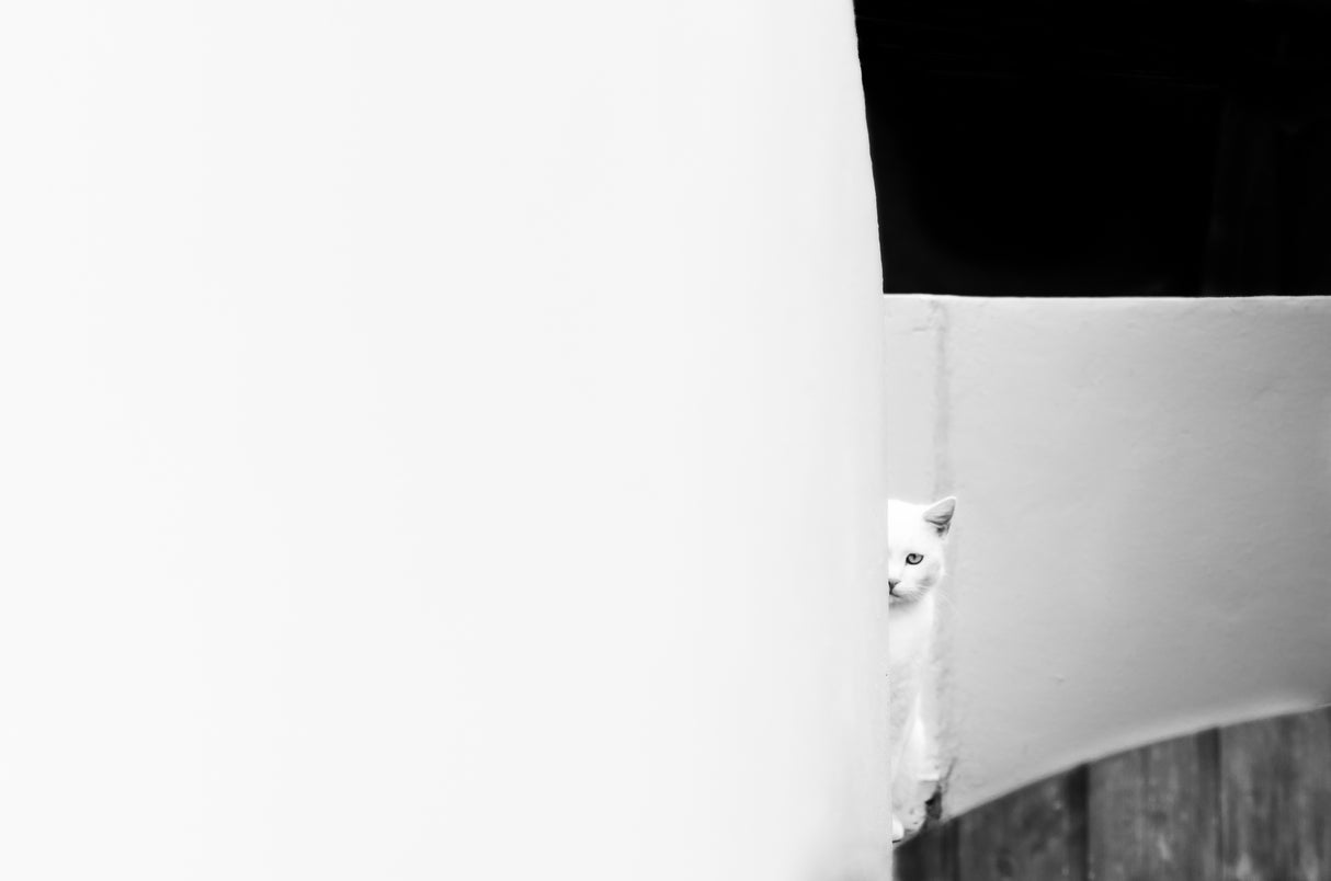 The White Cat Poster och Canvastavla