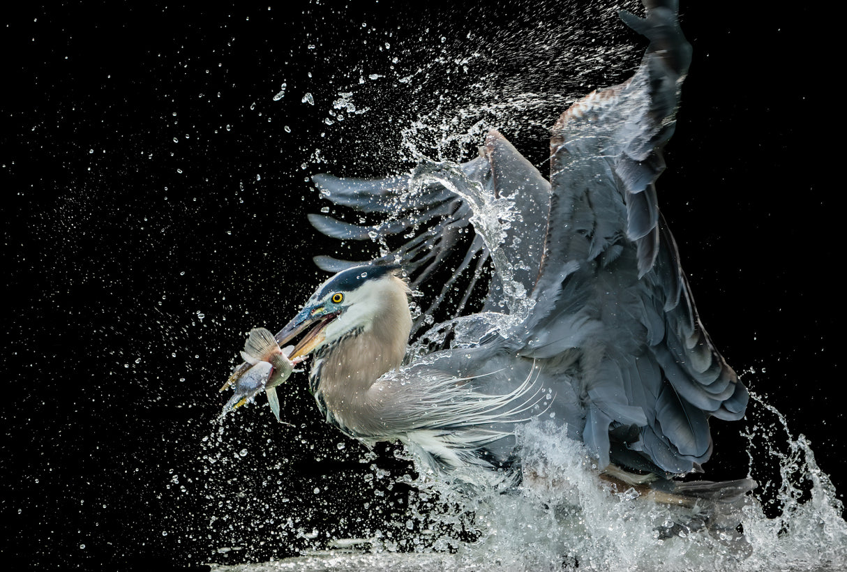 Emerging from water Poster och Canvastavla