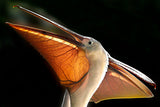 Pelican Poster och Canvastavla