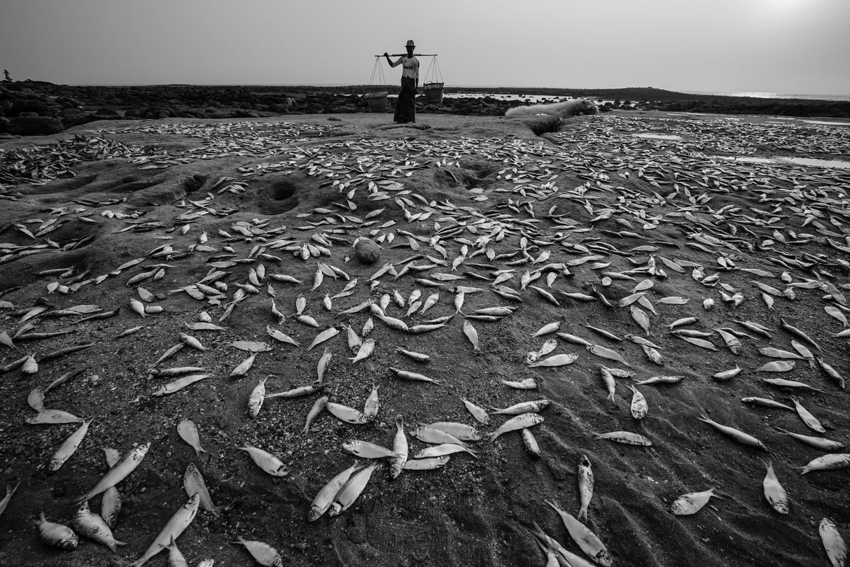 Sundry fishes Poster och Canvastavla