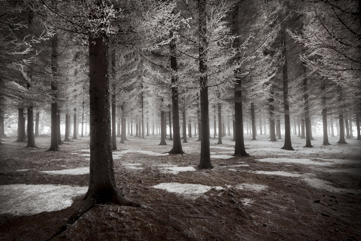 The onset of winter Poster och Canvastavla