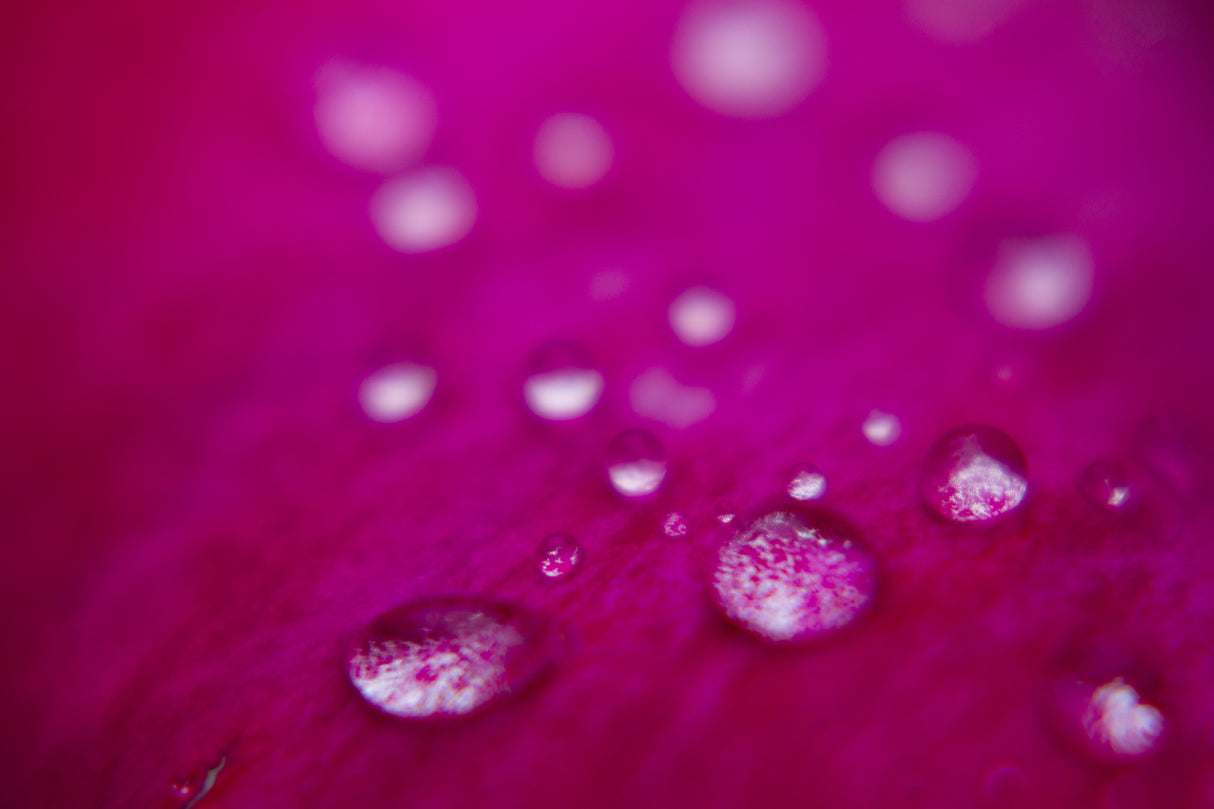 rose petals after the rain Poster och Canvastavla