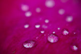 rose petals after the rain Poster och Canvastavla