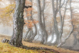 The old beech tree Poster och Canvastavla