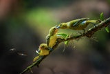 a yellow birds Poster och Canvastavla