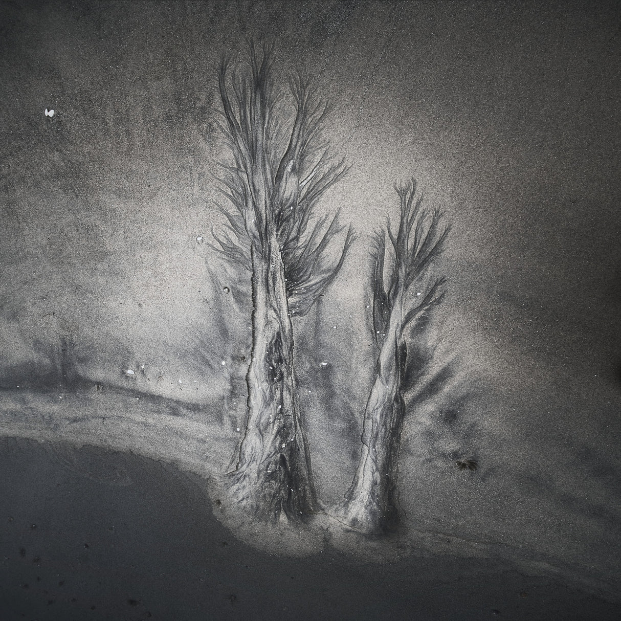 Evanescent trees Poster och Canvastavla