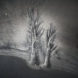 Evanescent trees Poster och Canvastavla