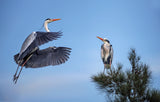 Grey Heron Poster och Canvastavla