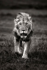 Lion patrolling Poster och Canvastavla