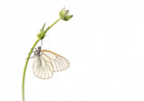 Beauty in high key Poster och Canvastavla