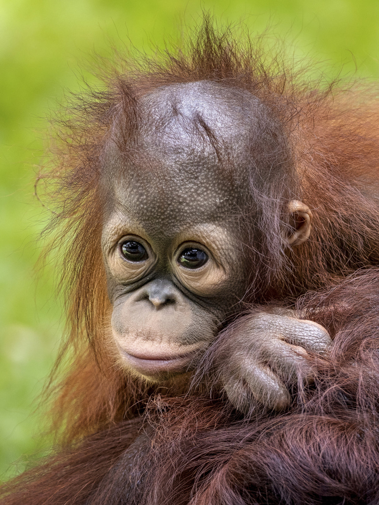 Face baby orangutan Poster och Canvastavla