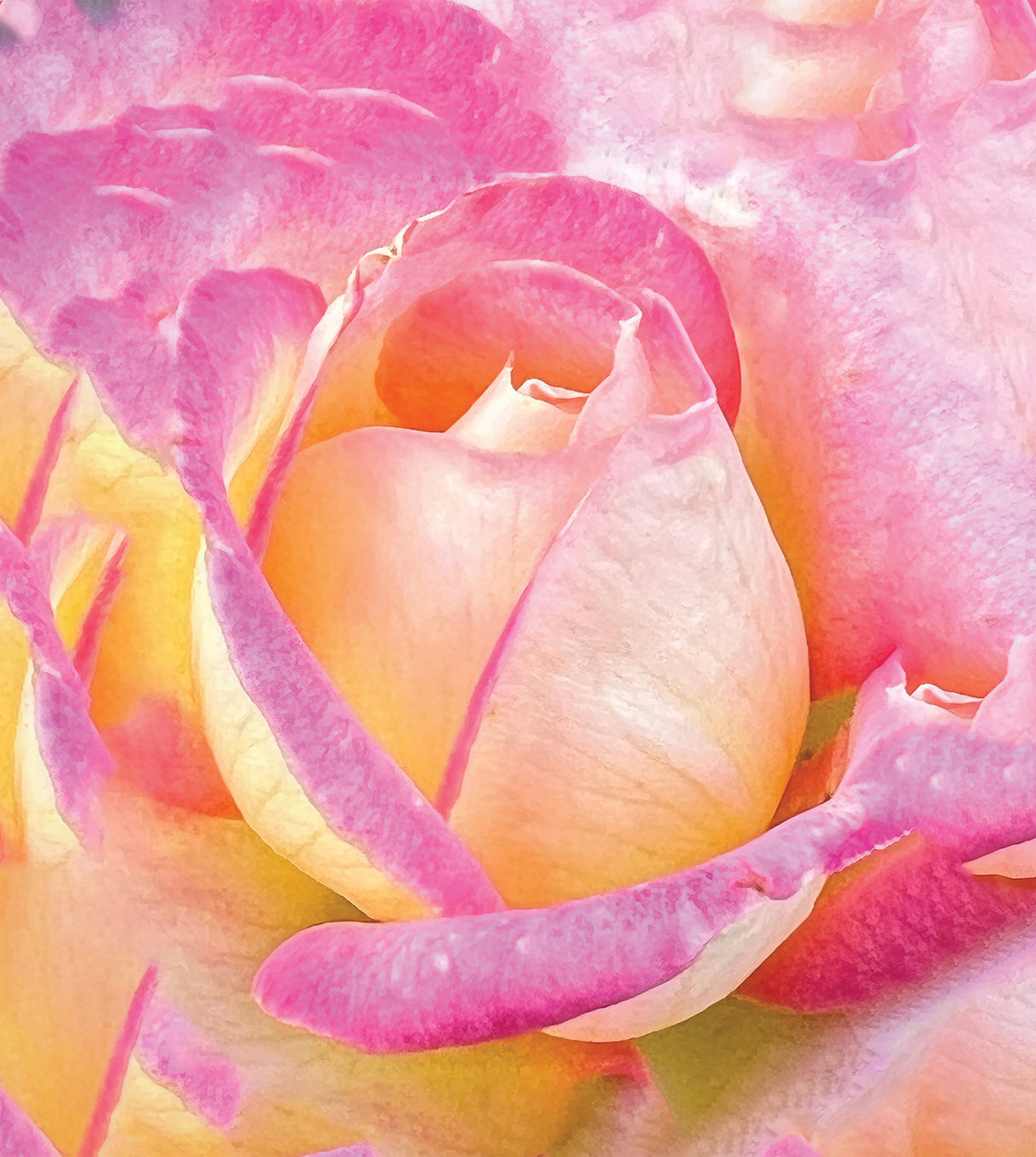 Rose City Rose Poster och Canvastavla
