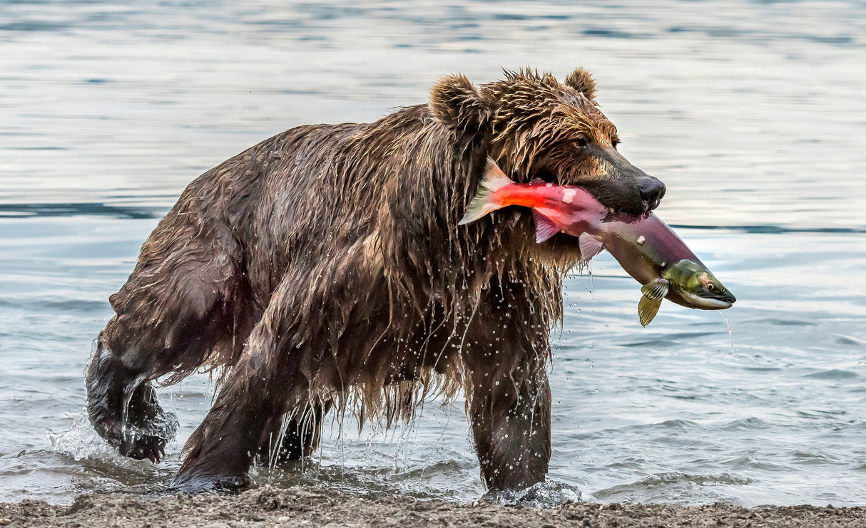 Fishing Poster och Canvastavla
