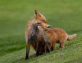 Red fox Poster och Canvastavla