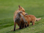 Red fox Poster och Canvastavla