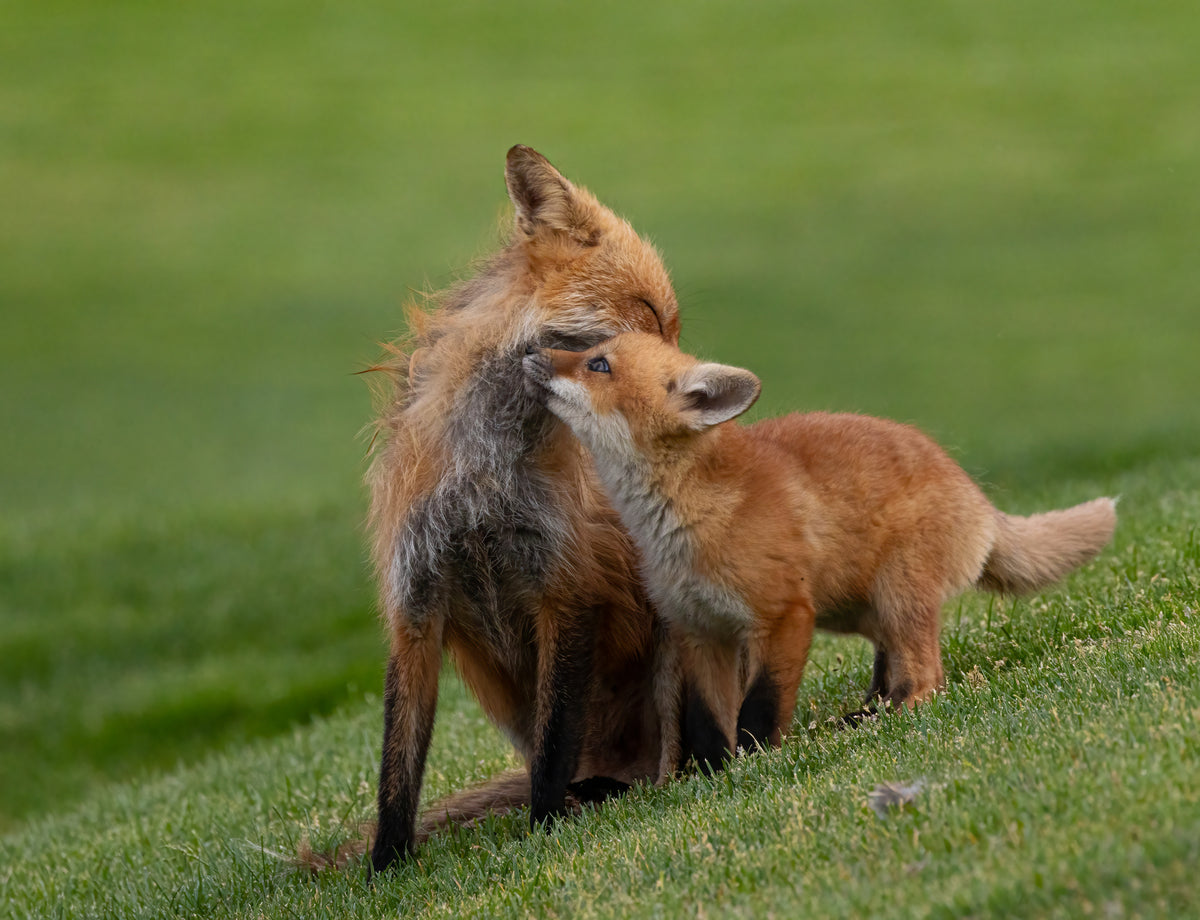 Red fox Poster och Canvastavla