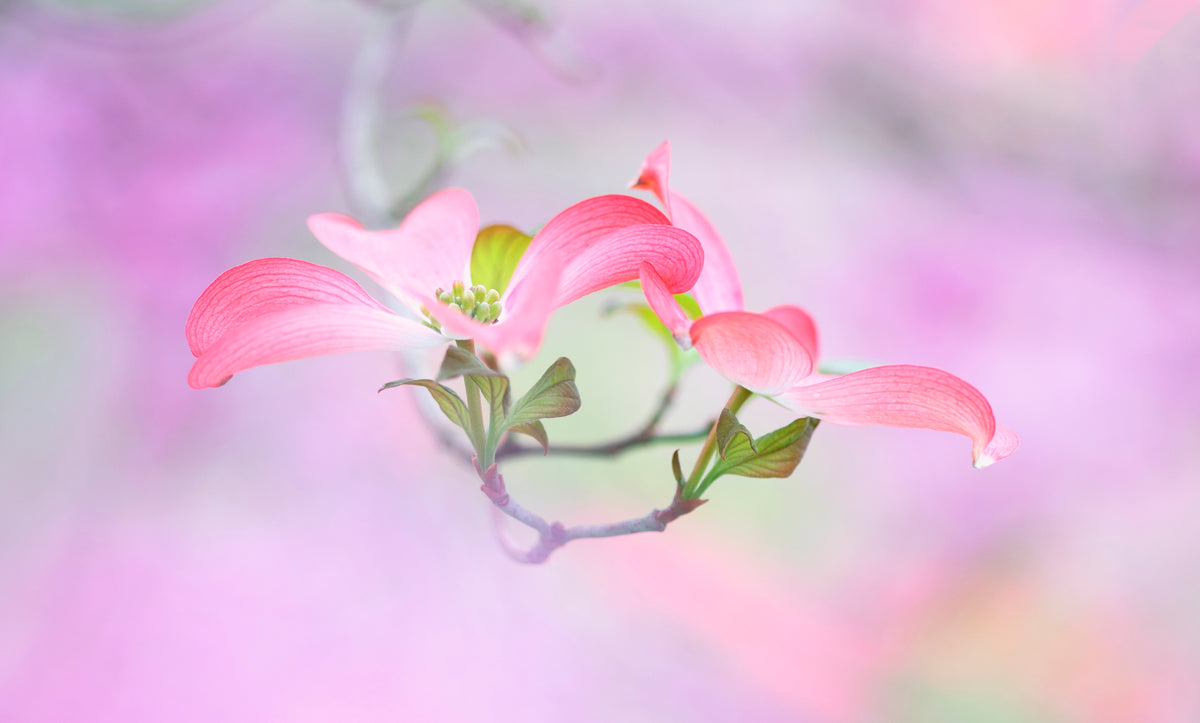 Dogwood Poster och Canvastavla