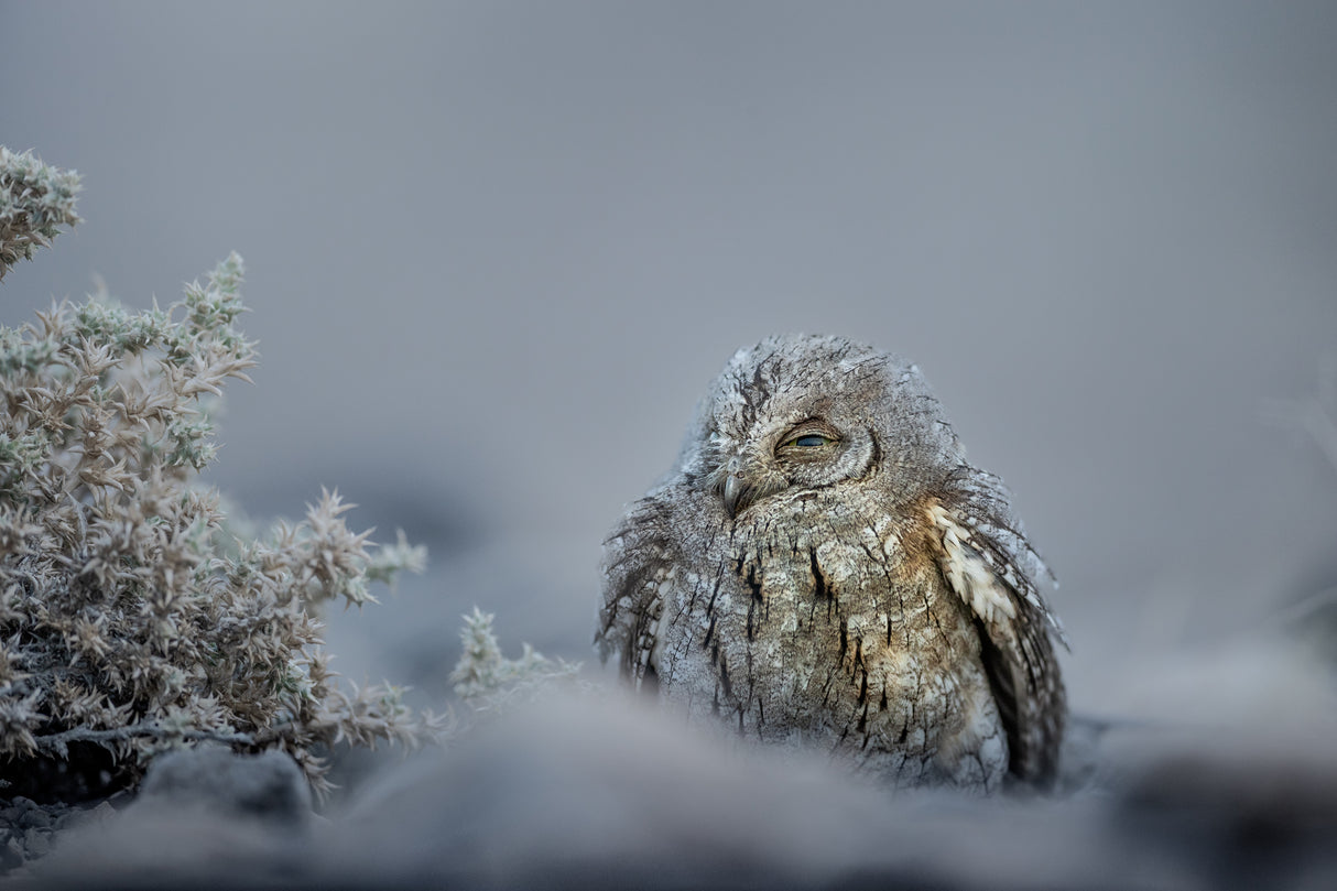 Winter days Poster och Canvastavla