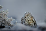 Winter days Poster och Canvastavla