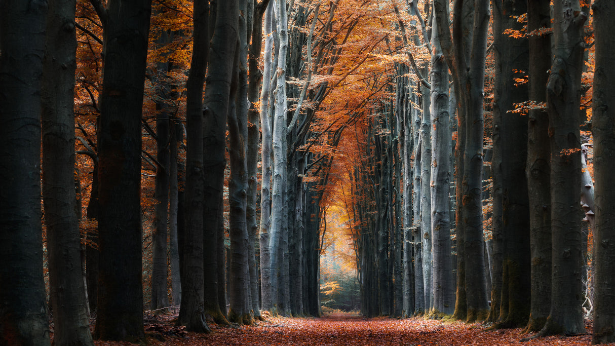 Autumn avenue Poster och Canvastavla