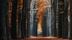 Autumn avenue Poster och Canvastavla
