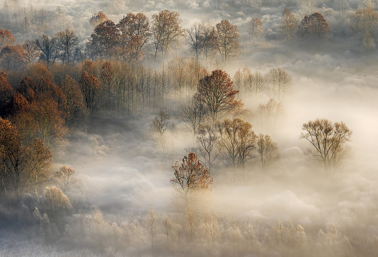 foggy landscape Poster och Canvastavla