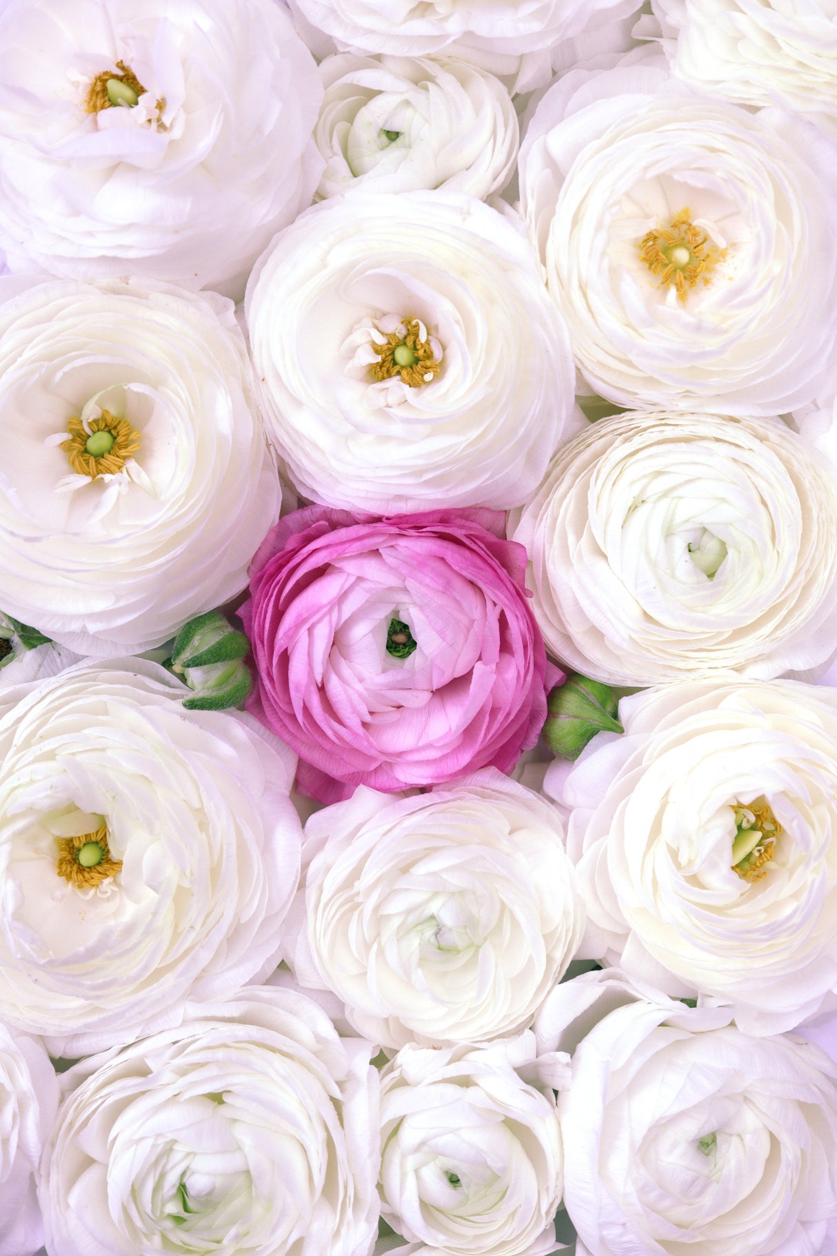 Singular ranunculus in hot pink Poster och Canvastavla