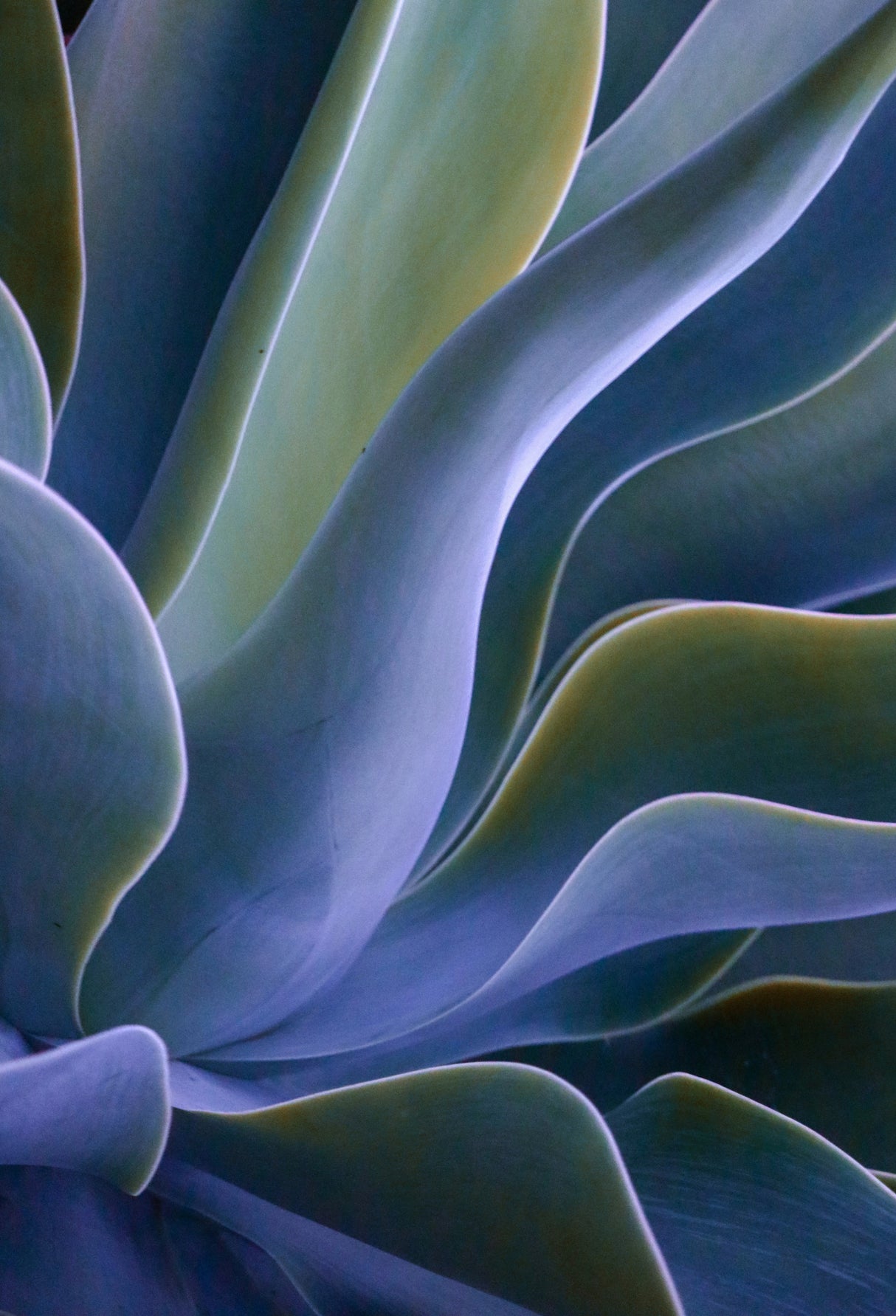 Agave Blues Poster och Canvastavla