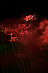 Sparkling red flower Poster och Canvastavla