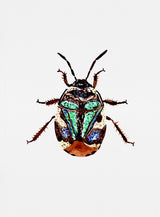 Pied shield bug or Tritomegas bicolor Poster och Canvastavla
