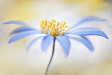 ~Anemone~ Poster och Canvastavla