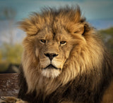 Majestic beast Poster och Canvastavla
