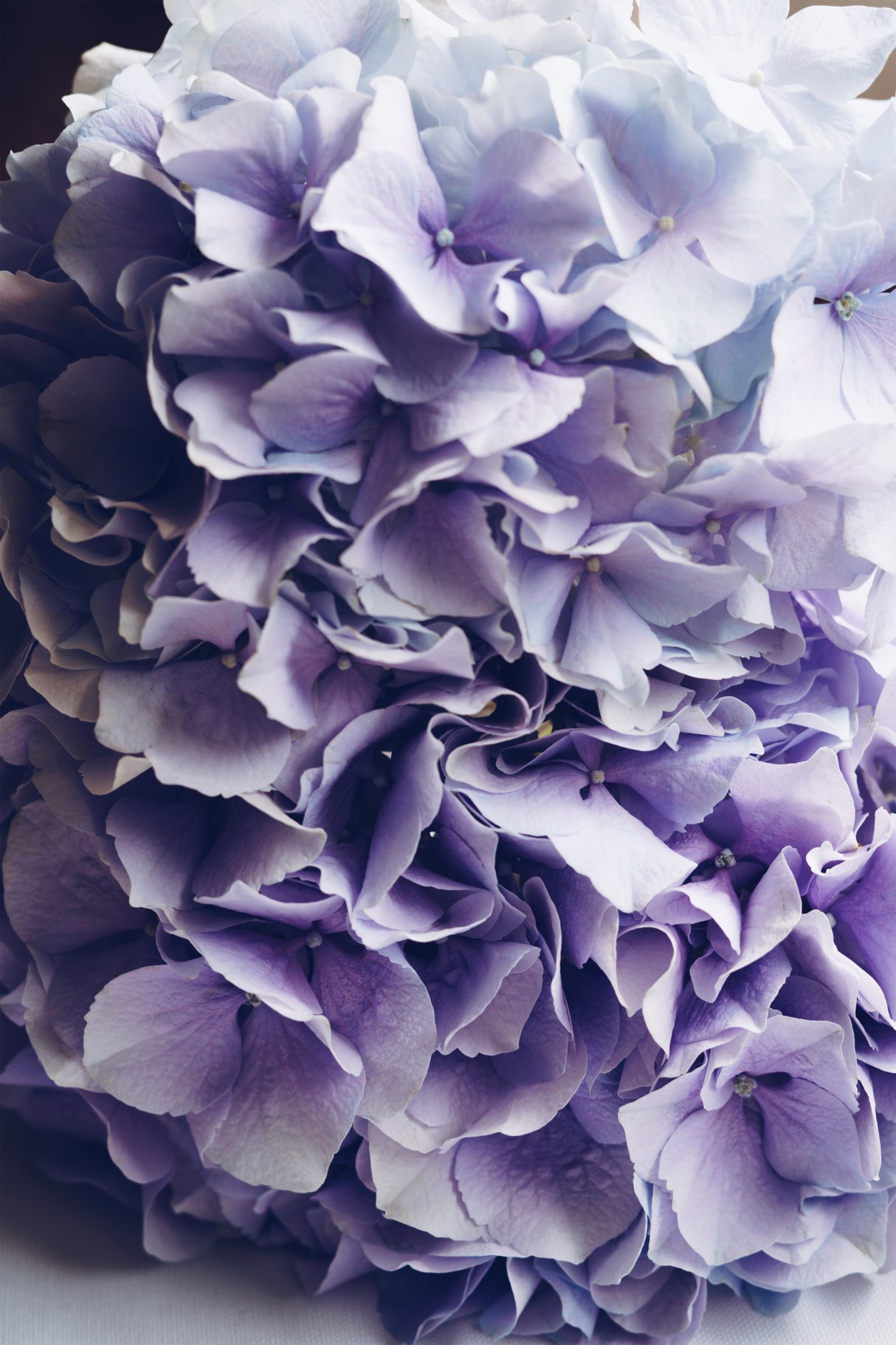 Hydrangea Happiness Poster och Canvastavla