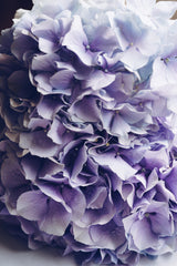 Hydrangea Happiness Poster och Canvastavla