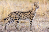 Serval hunting Poster och Canvastavla