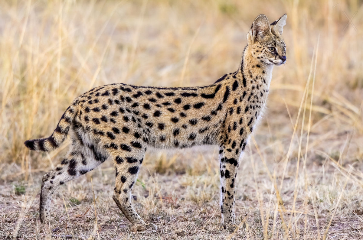Serval hunting Poster och Canvastavla