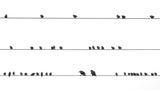 Partition of birds Poster och Canvastavla