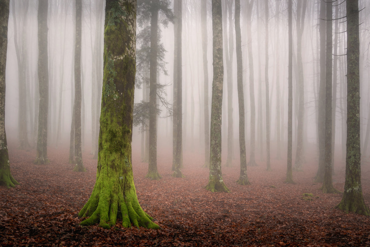 La foresta incantata Poster och Canvastavla