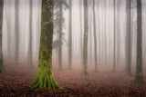 La foresta incantata Poster och Canvastavla