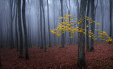 Tree with yellow leaves Poster och Canvastavla