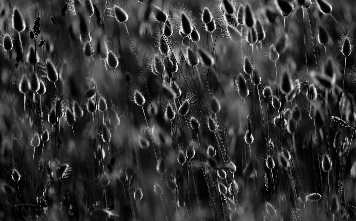 Just as drops of light Poster och Canvastavla