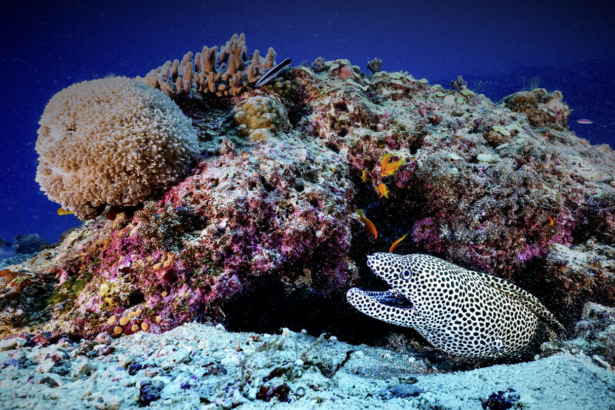Porcelain moray eel Poster och Canvastavla