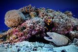Porcelain moray eel Poster och Canvastavla