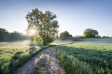 Spring Path Poster och Canvastavla